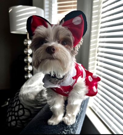 Paws & Pumpkins CSU Pueblo Dogs Join Riverwalk Halloween Contest