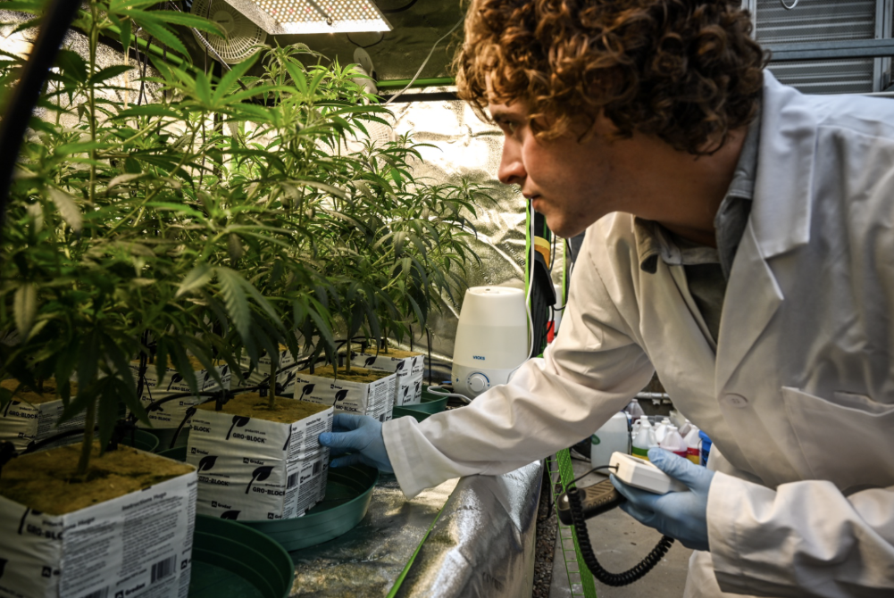 Where Cannabis Policy Meets Public Health